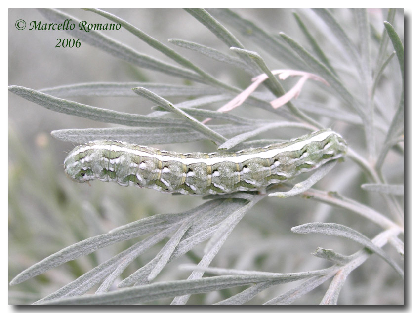 Un bruco di Cucullia sull'' Artemisia arborescens